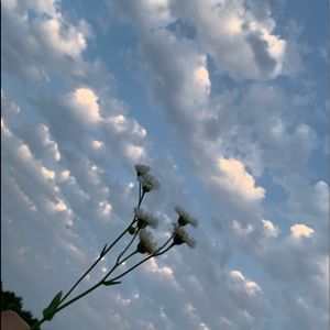 Meet your Posher, Carmella